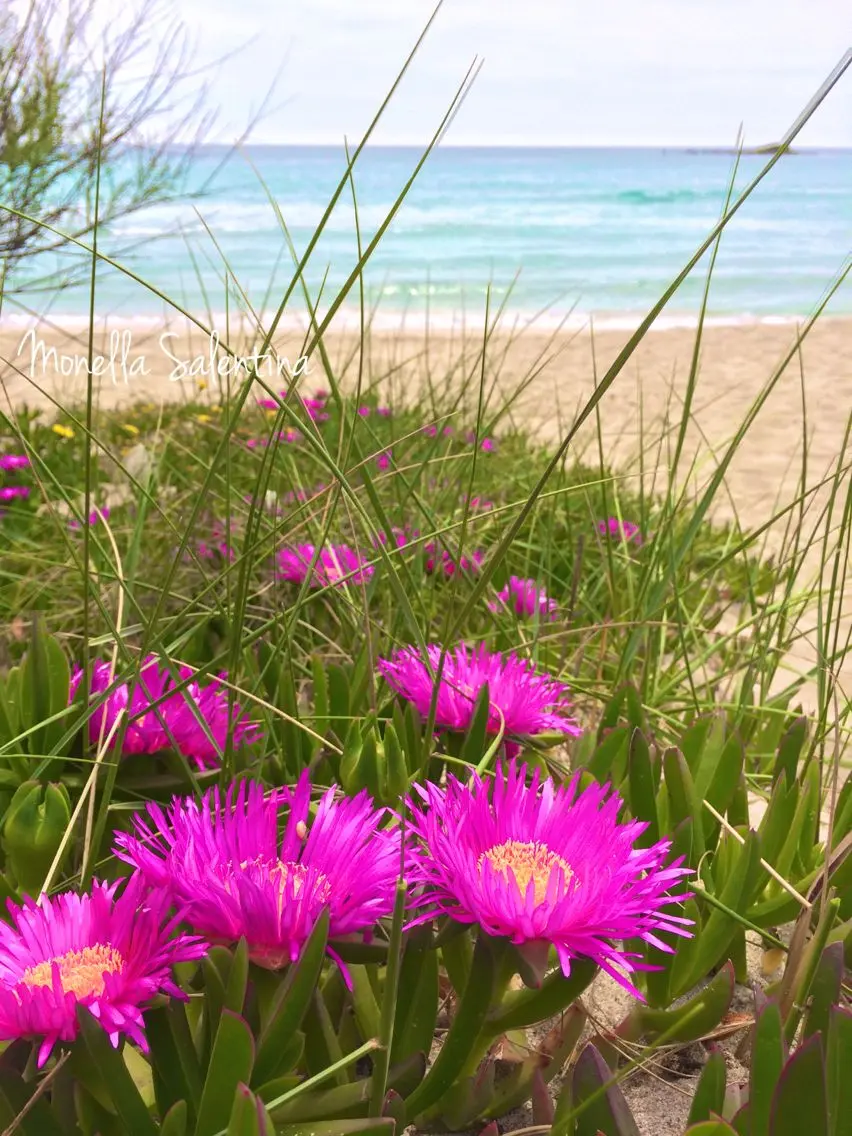 Come curare la Fuxia - Come curare la Fuxia fiori fuxia - Come curare la Fuxia