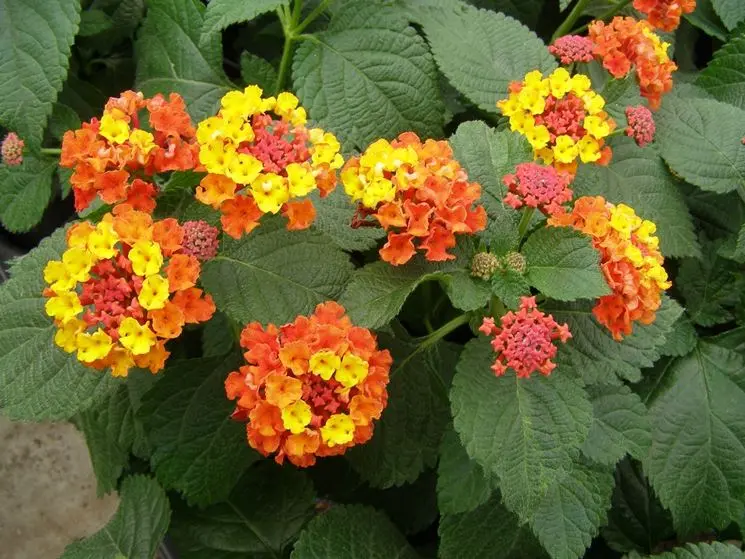 Come curare la lantana in vaso - Come curare la lantana in vaso lantane fiori - Come curare la lantana in vaso
