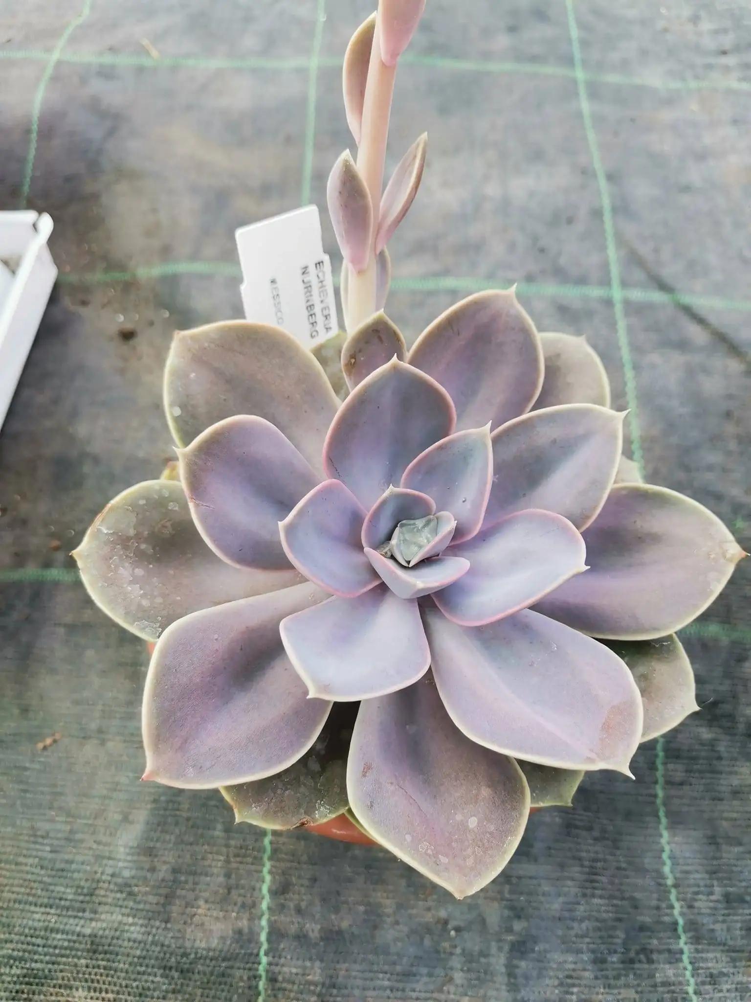 echeveria perla di norimberga fiori - Come curare la perla di Norimberga