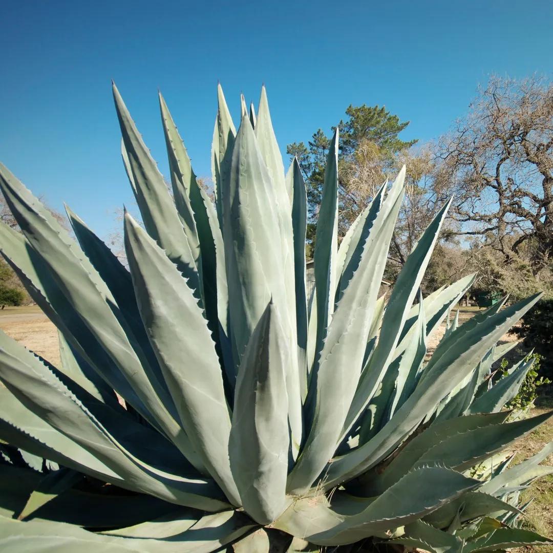 Guida completa per la cura dell'agave americana fiori