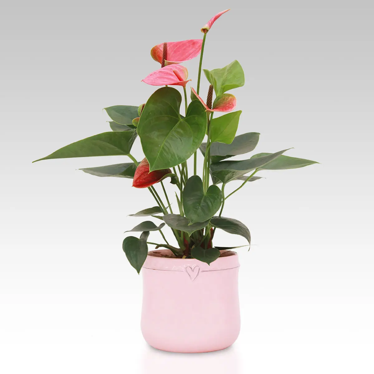 cuore di mamma fiore - Come curare la pianta cuore di mamma