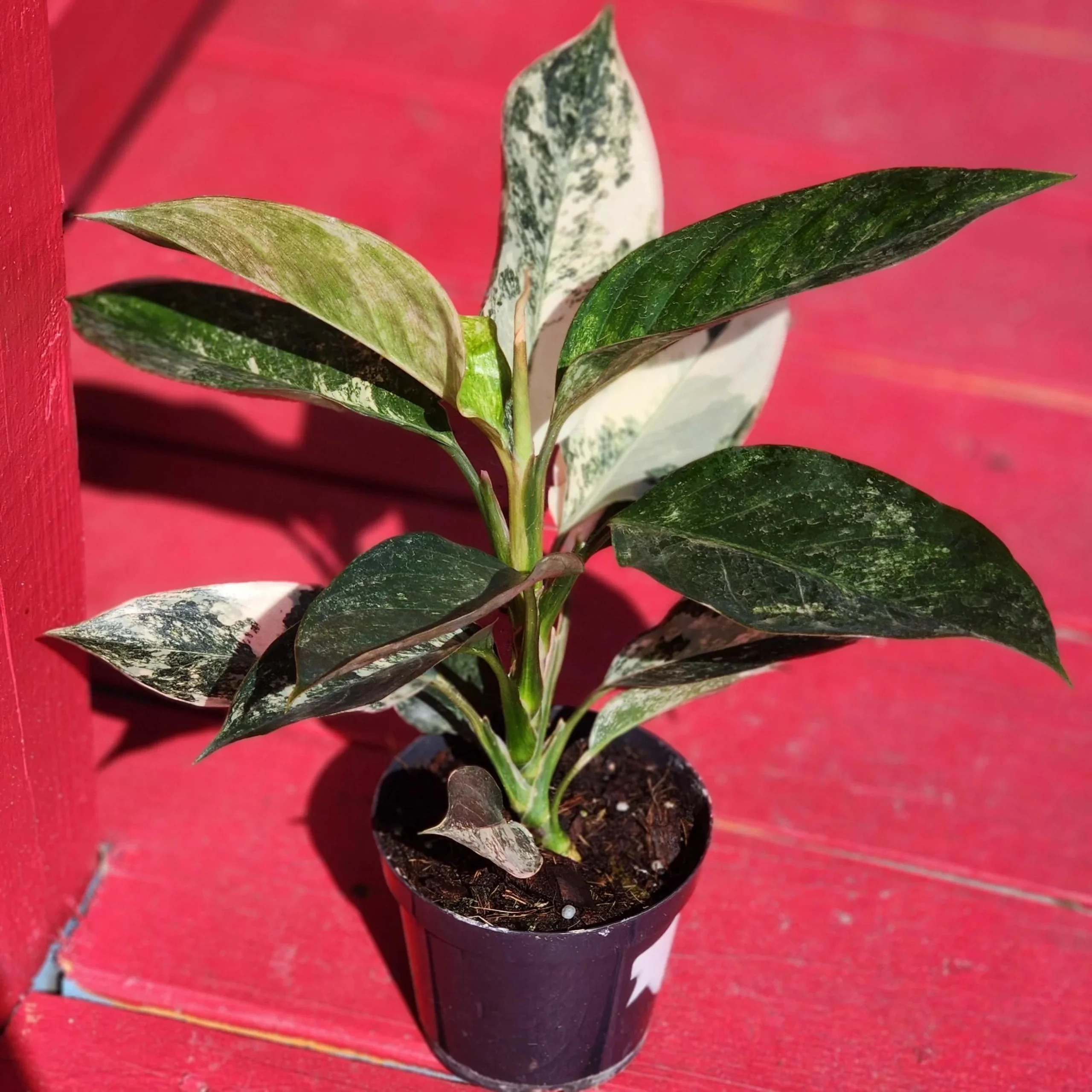 Aglaonema Fiore: Una pianta ornamentale perenne che si adatta bene all'appartamento - Come curare la pianta del buio aglaonema fiore - Come curare la pianta del buio