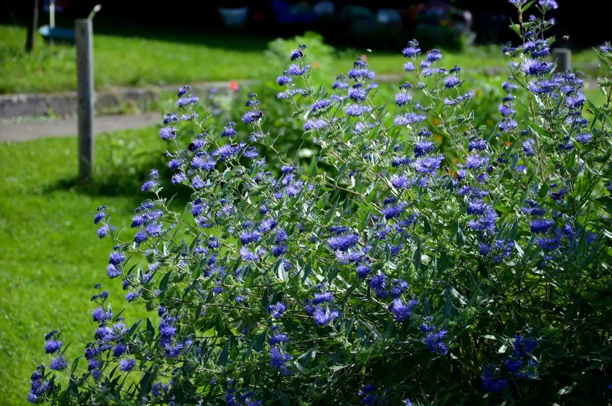 pianta a cespuglio con fiori azzurri - Come curare la pianta di Plumbago