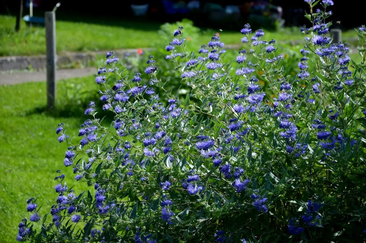 Come curare la pianta di Plumbago - Come curare la pianta di Plumbago pianta a cespuglio con fiori azzurri - Come curare la pianta di Plumbago