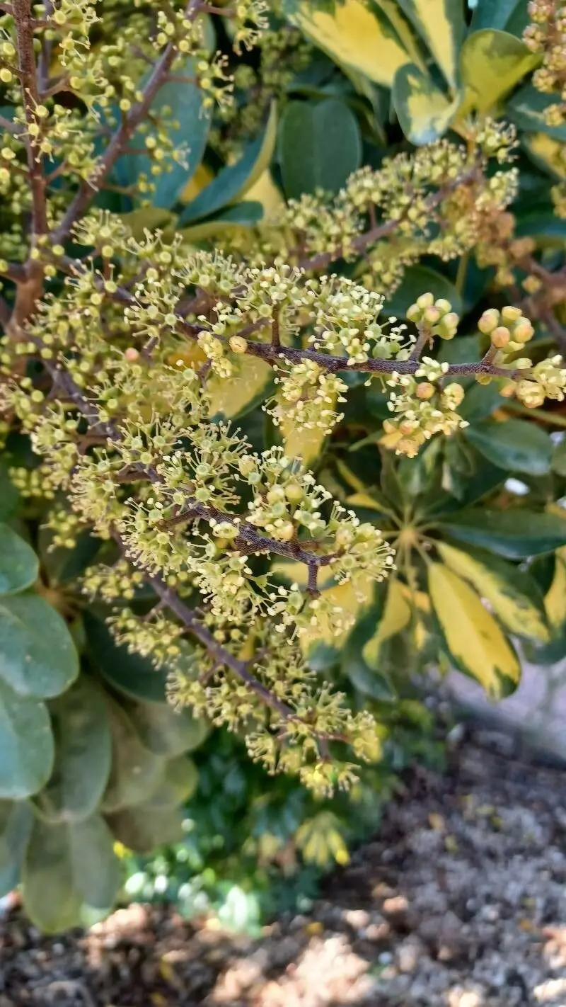 schefflera arboricola fiori - Come curare la Schefflera arboricola