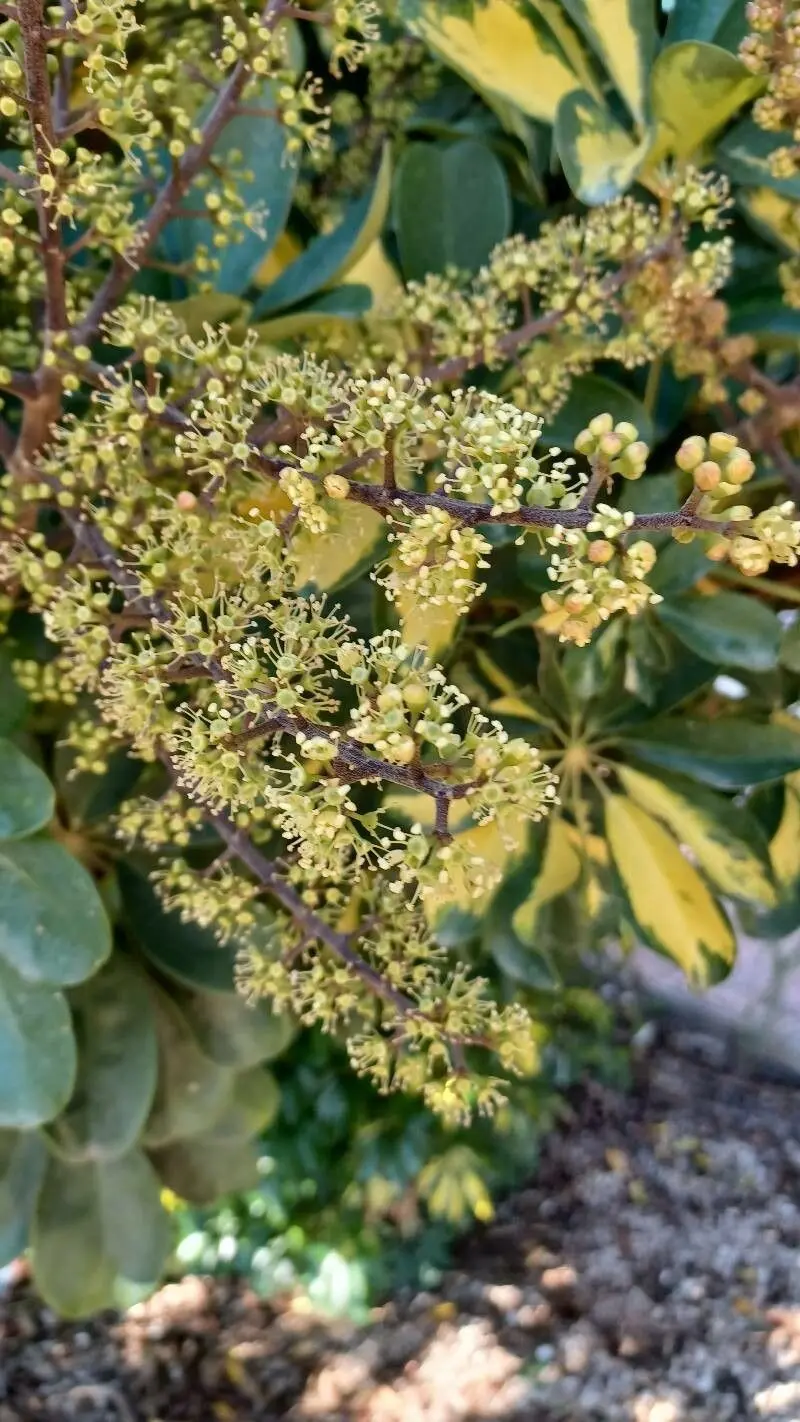 Come curare la Schefflera arboricola - Come curare la Schefflera arboricola schefflera arboricola fiori - Come curare la Schefflera arboricola