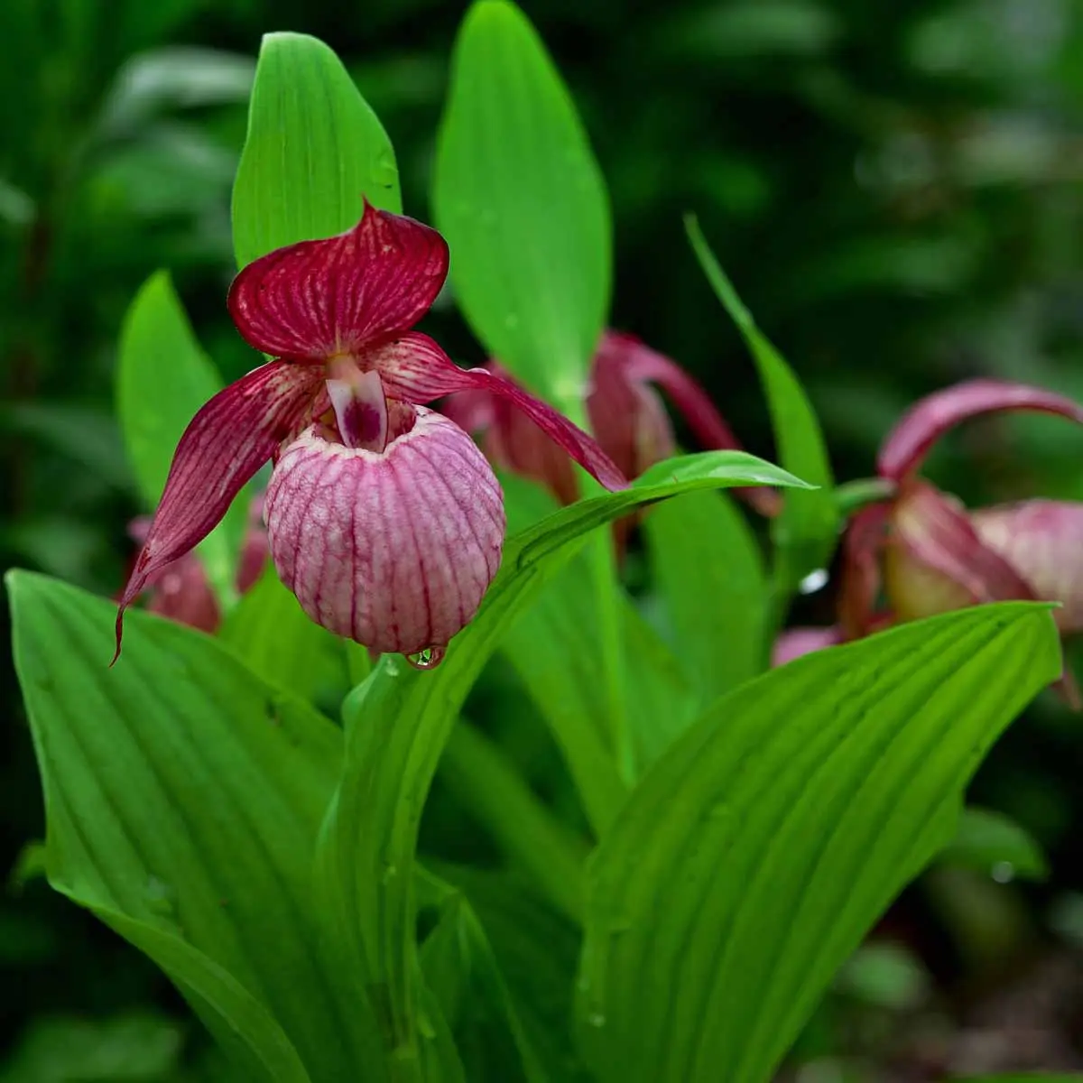 Orchidea selvaggia fiore: coltivazione e cura nel tuo giardino