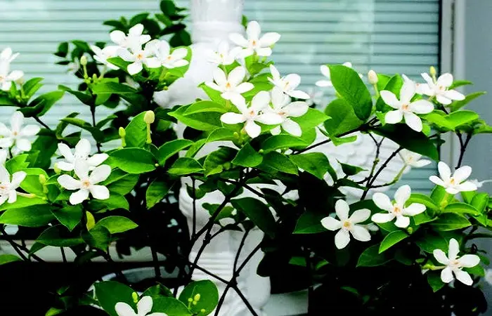 Fiore del Madagascar: una bellezza esotica nel tuo giardino - Come curare lo Stephanotis in vaso fiore del madagascar - Come curare lo Stephanotis in vaso