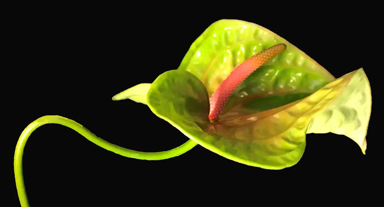 decorum fiore - Come curare una pianta di decorum
