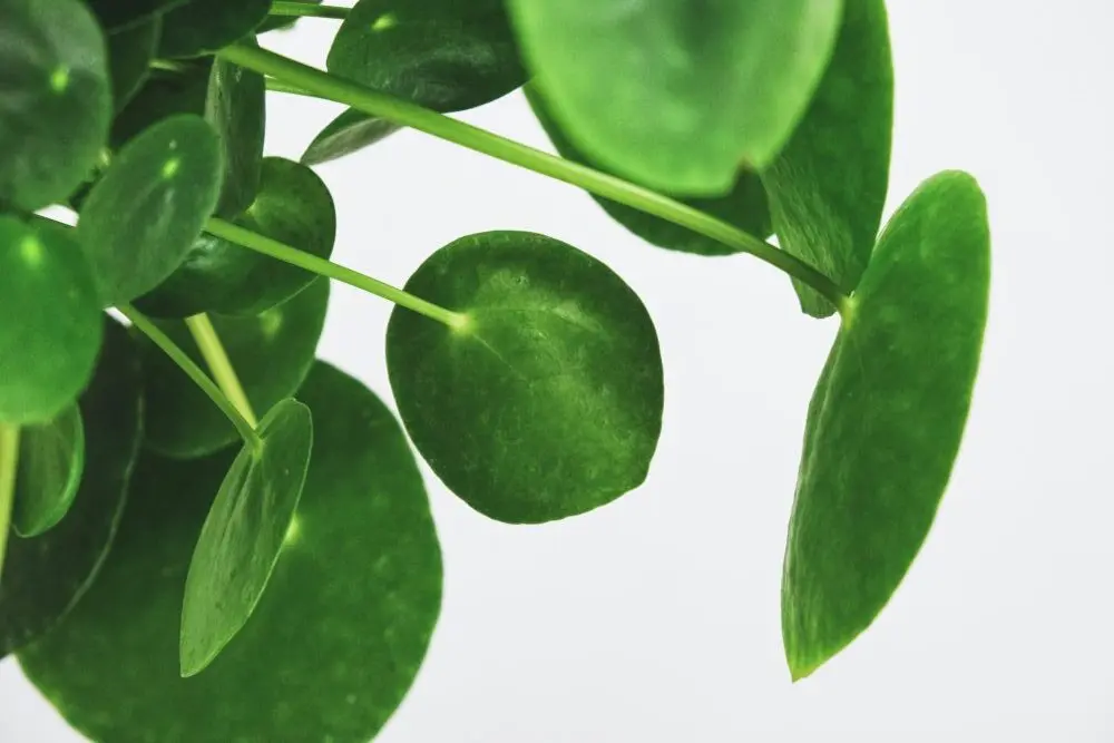 Pilea Peperomioides Fiori: Come Prendersene Cura - Come dare da bere alla Pilea pilea peperomioides fiori - Come dare da bere alla Pilea