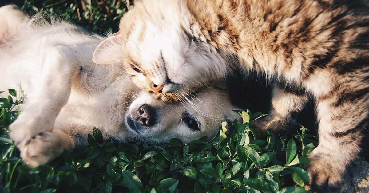 Fiori Australiani: Il Peggioramento Iniziale e Come Affrontarlo - Come dare i fiori australiani al cane fiori australiani peggioramento iniziale - Come dare i fiori australiani al cane