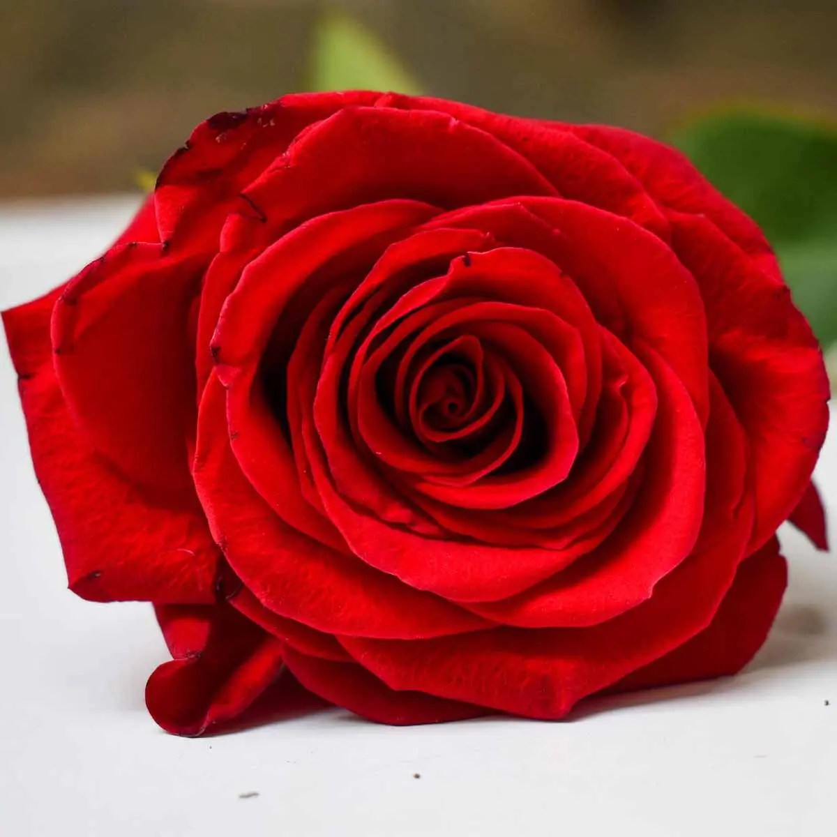 Rose fiore: bellezza e durata delle rose
