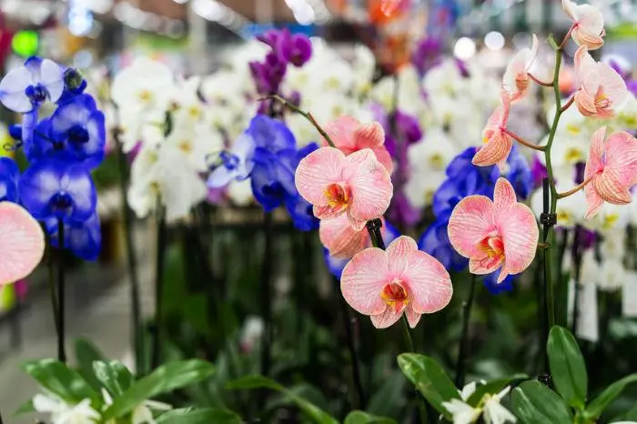 L'orchidea fiore: bellezza e eleganza tropicale - Come descrivere un'orchidea l'orchidea fiore - Come descrivere un'orchidea