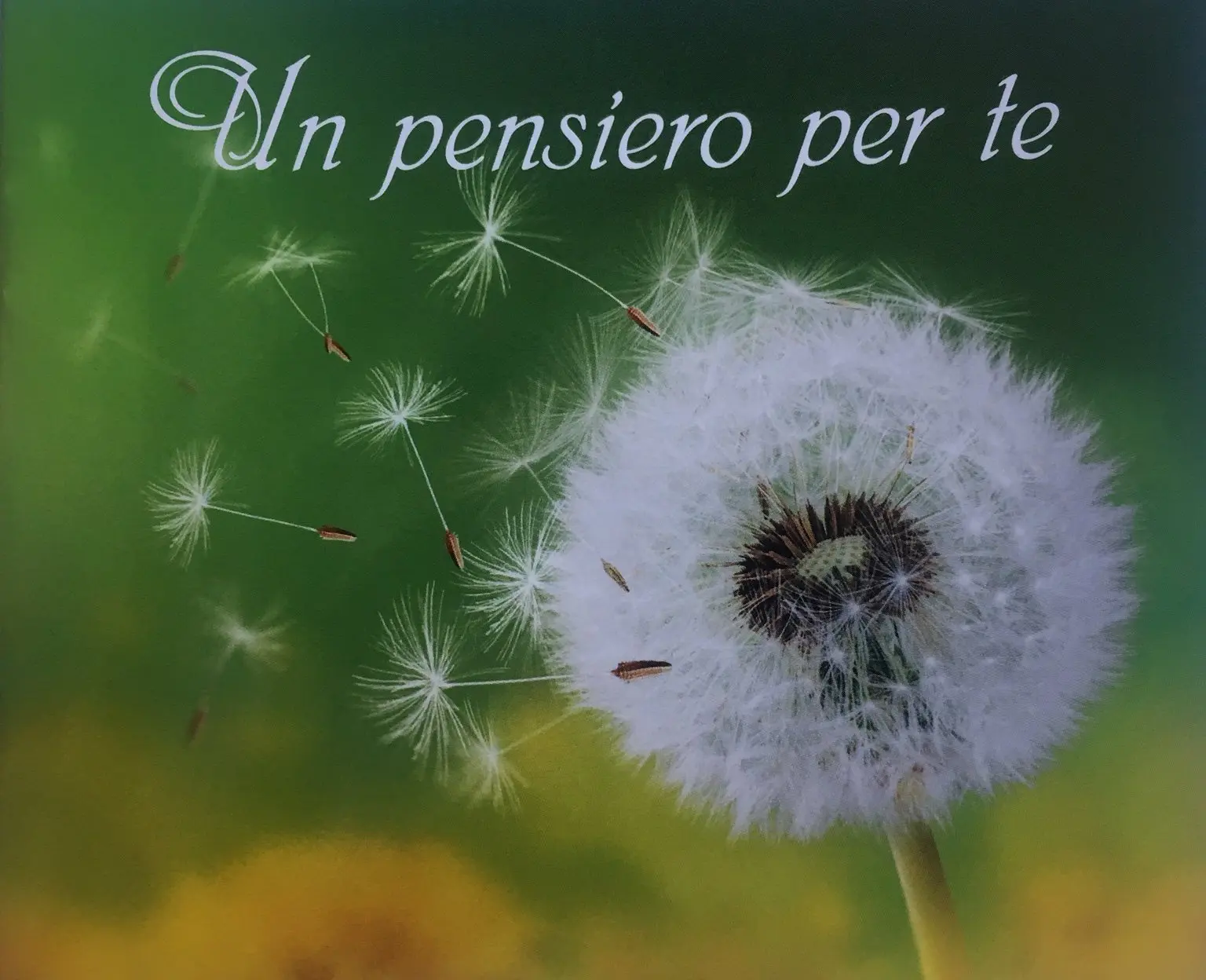 Come dire ti amo con un fiore - Come dire ti amo con un fiore pensiero un fiore per te - Come dire ti amo con un fiore