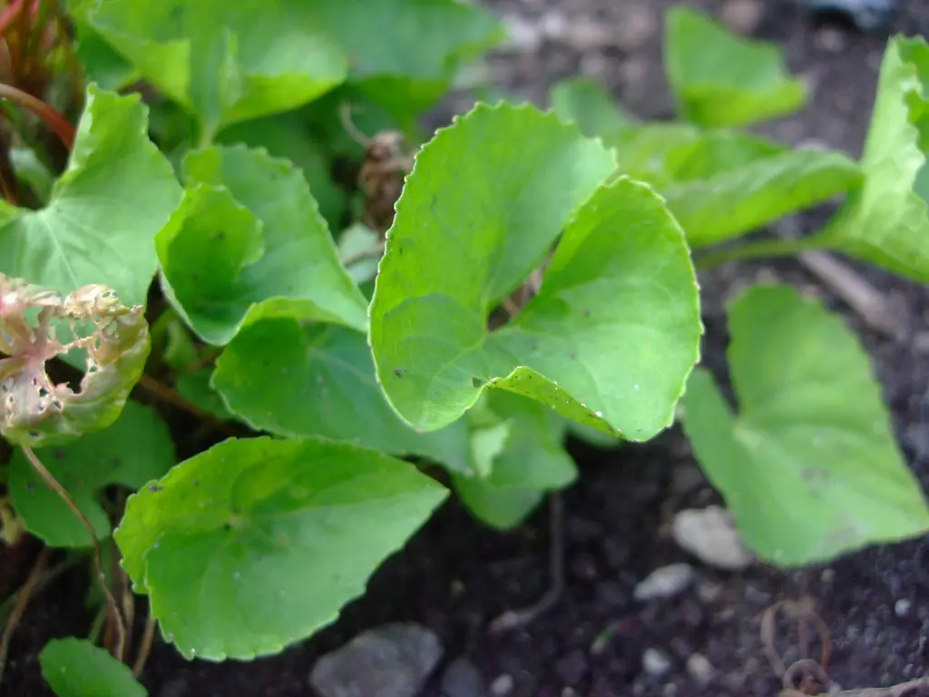 centella asiatica fiori - Come è detta la centella asiatica