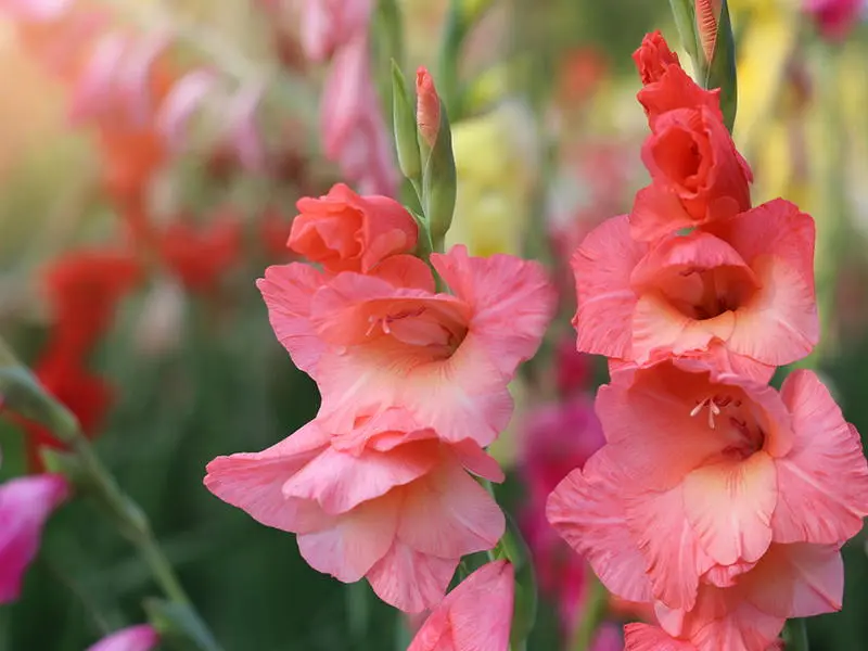 Come e dove piantare i gladioli - Come e dove piantare i gladioli fiori gladiolo - Come e dove piantare i gladioli