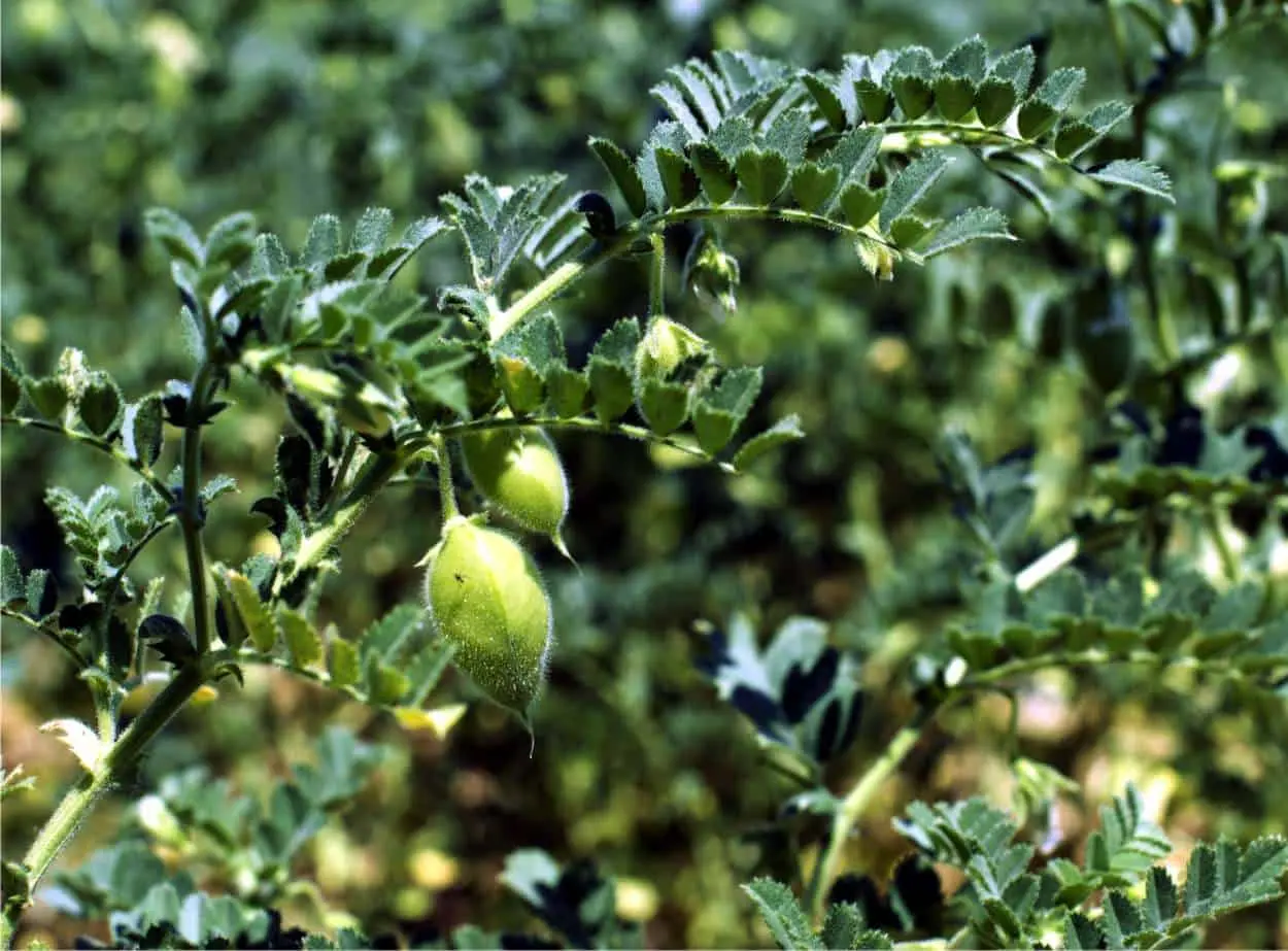 Pianta Ceci Fiori: Un legume versatile e nutriente - Come è fatta la pianta dei ceci pianta ceci fiori - Come è fatta la pianta dei ceci