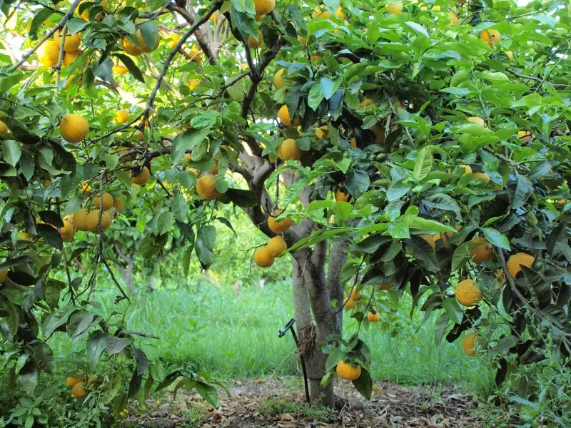 Il fiore del bergamotto: una meraviglia della natura - Come è fatta la pianta del bergamotto bergamotto fiore - Come è fatta la pianta del bergamotto