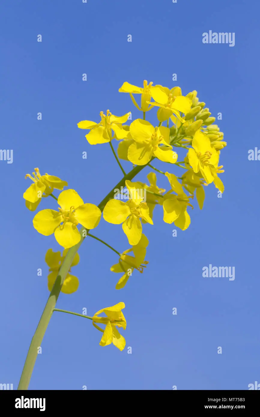 fiore di colza - Come è fatta la pianta della colza