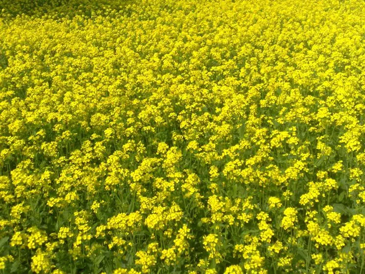 fiore di senape - Come è fatta la pianta di senape