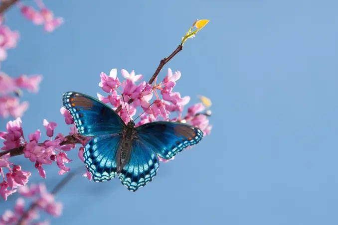 Fiore e farfalla: una combinazione di bellezza e armonia - Come è fatta una farfalla scuola primaria fiore e farfalla - Come è fatta una farfalla scuola primaria