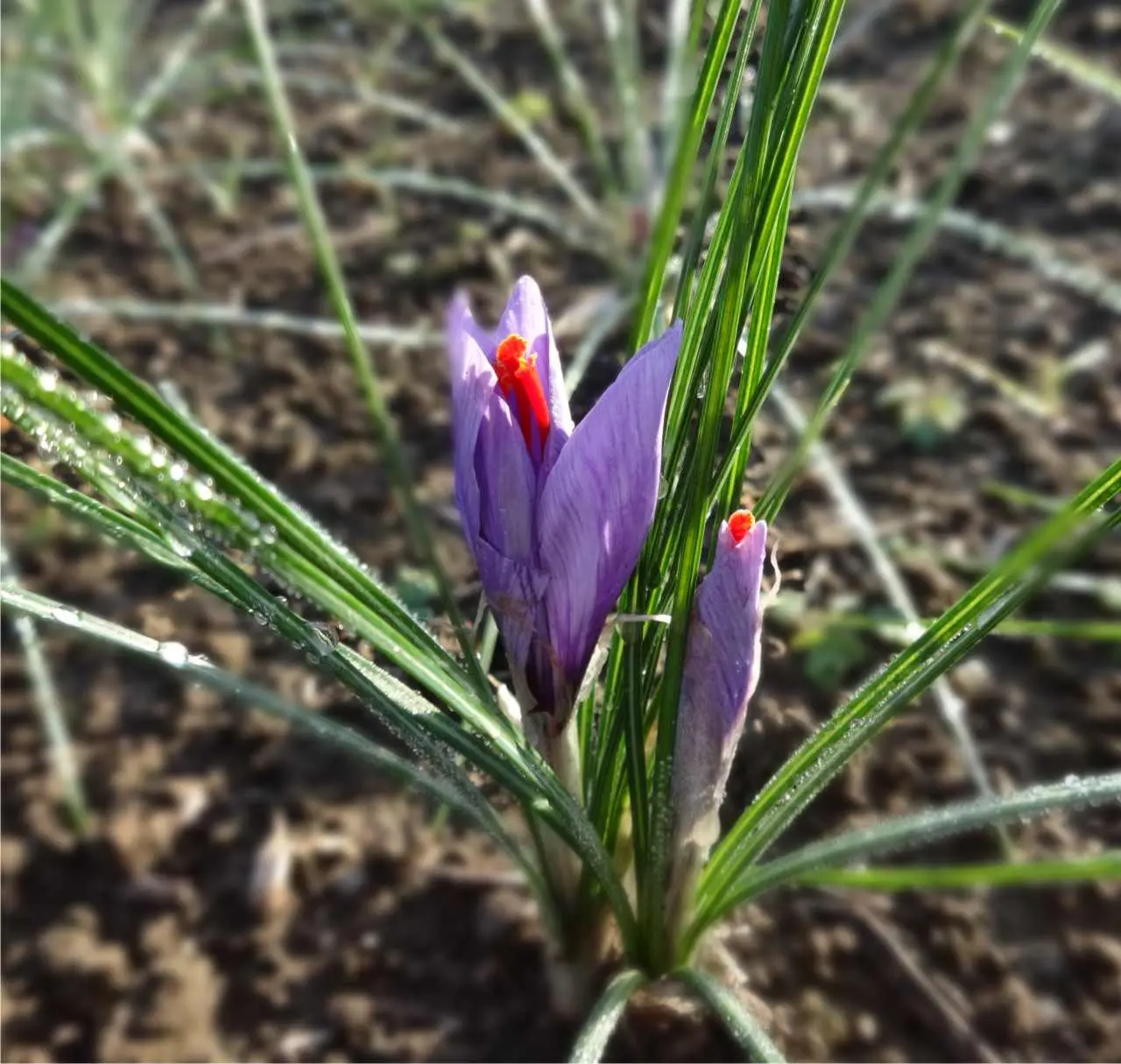 Fiore Zafferano Selvatico - Come è il fiore di zafferano fiore zafferano selvatico - Come è il fiore di zafferano
