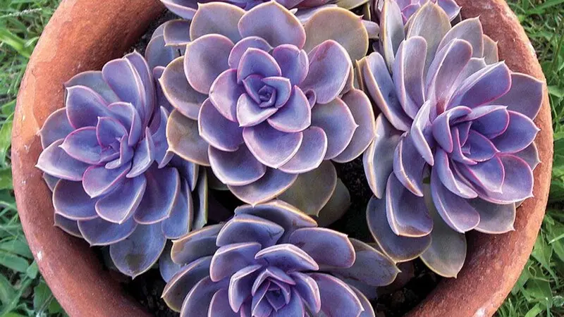 Pianta grassa a forma di fiore grande: una guida completa - Come e quando bagnare il Lithops pianta grassa a forma di fiore grande - Come e quando bagnare il Lithops
