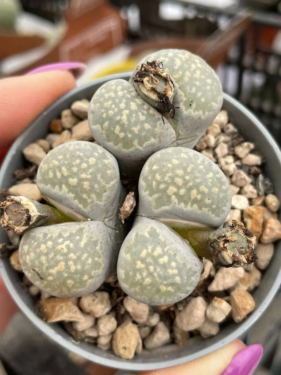 lithops fiore - Come e quando bagnare il Lithops
