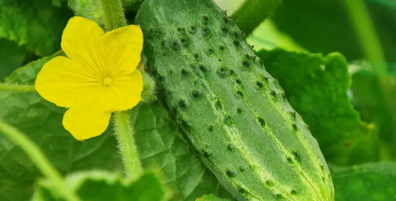 Fiori Cetrioli: Come e Quando Cimare le Piante per Ottimizzare la Qualità e le Dimensioni degli Ortaggi - Come e quando Cimare i cetrioli fiori cetrioli - Come e quando Cimare i cetrioli