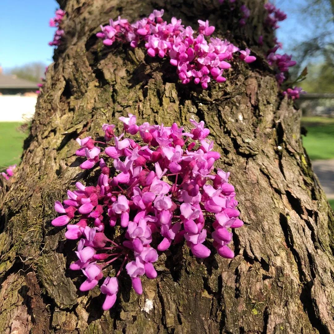 Spino di Giuda Fiori: Un Albero dal Fascino Antico - Come e quando potare l'Albero di Giuda spino di giuda fiori - Come e quando potare l'Albero di Giuda