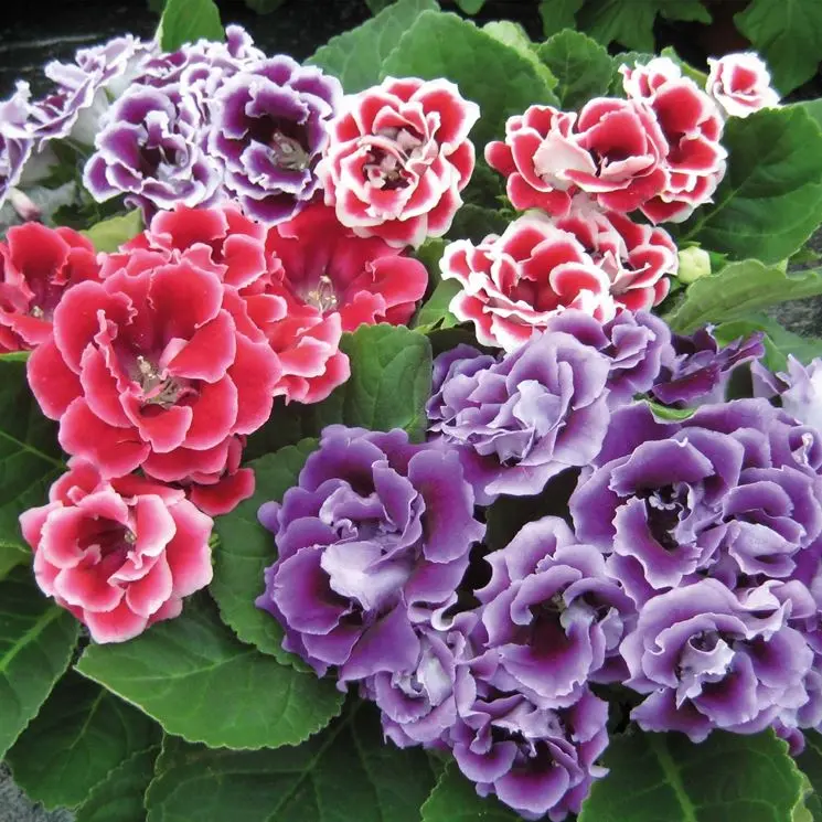 Gloxinia Fiore: Tutto quello che devi sapere - Come e quando si piantano i bulbi di gloxinia gloxinia fiore - Come e quando si piantano i bulbi di gloxinia