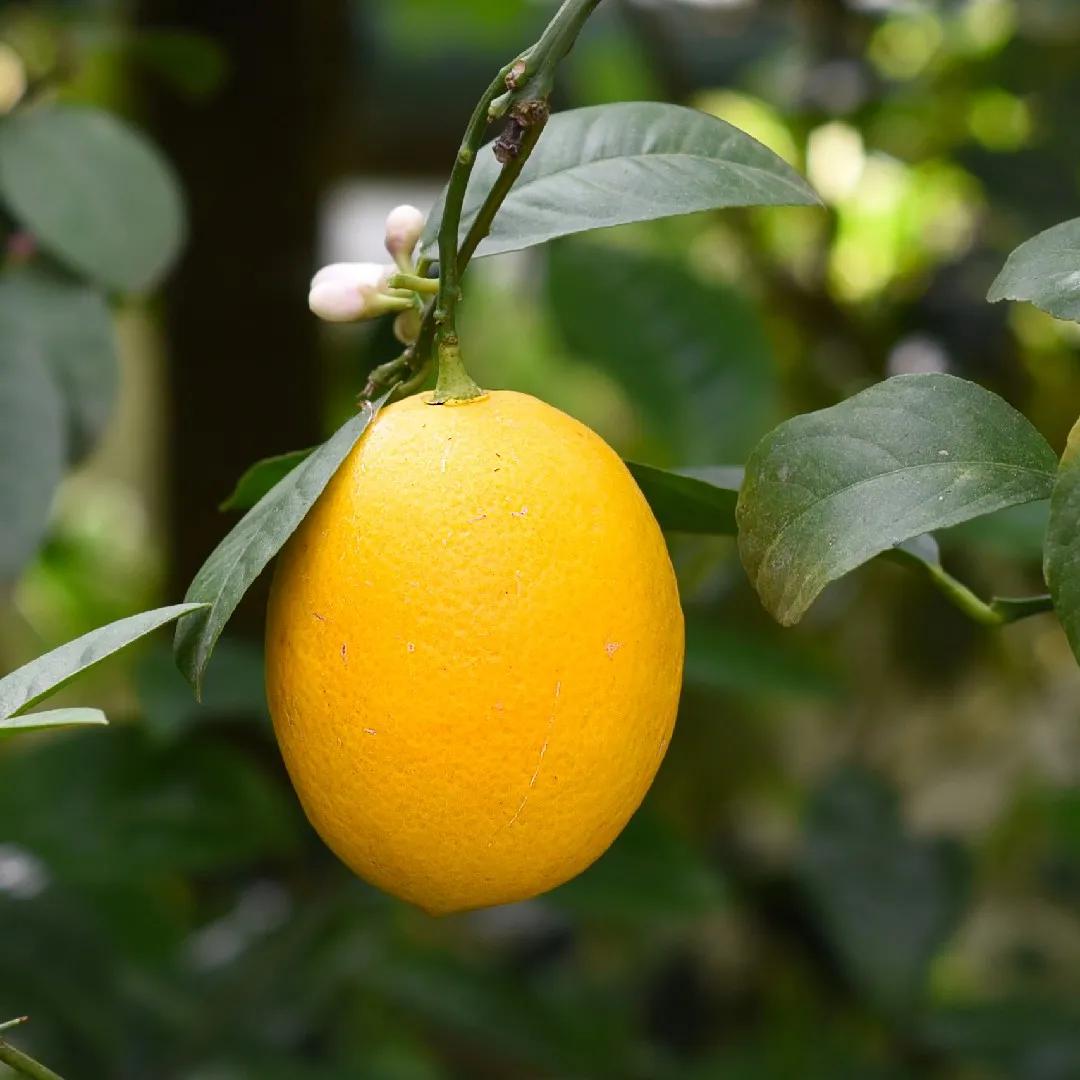 Quando fiorisce il kumquat: guida completa