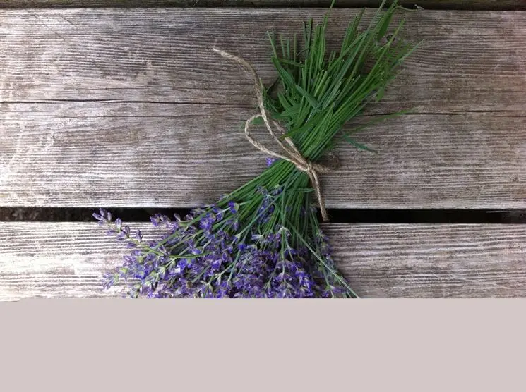 lavanda fiori secchi - Come e quando tagliare i fiori di lavanda