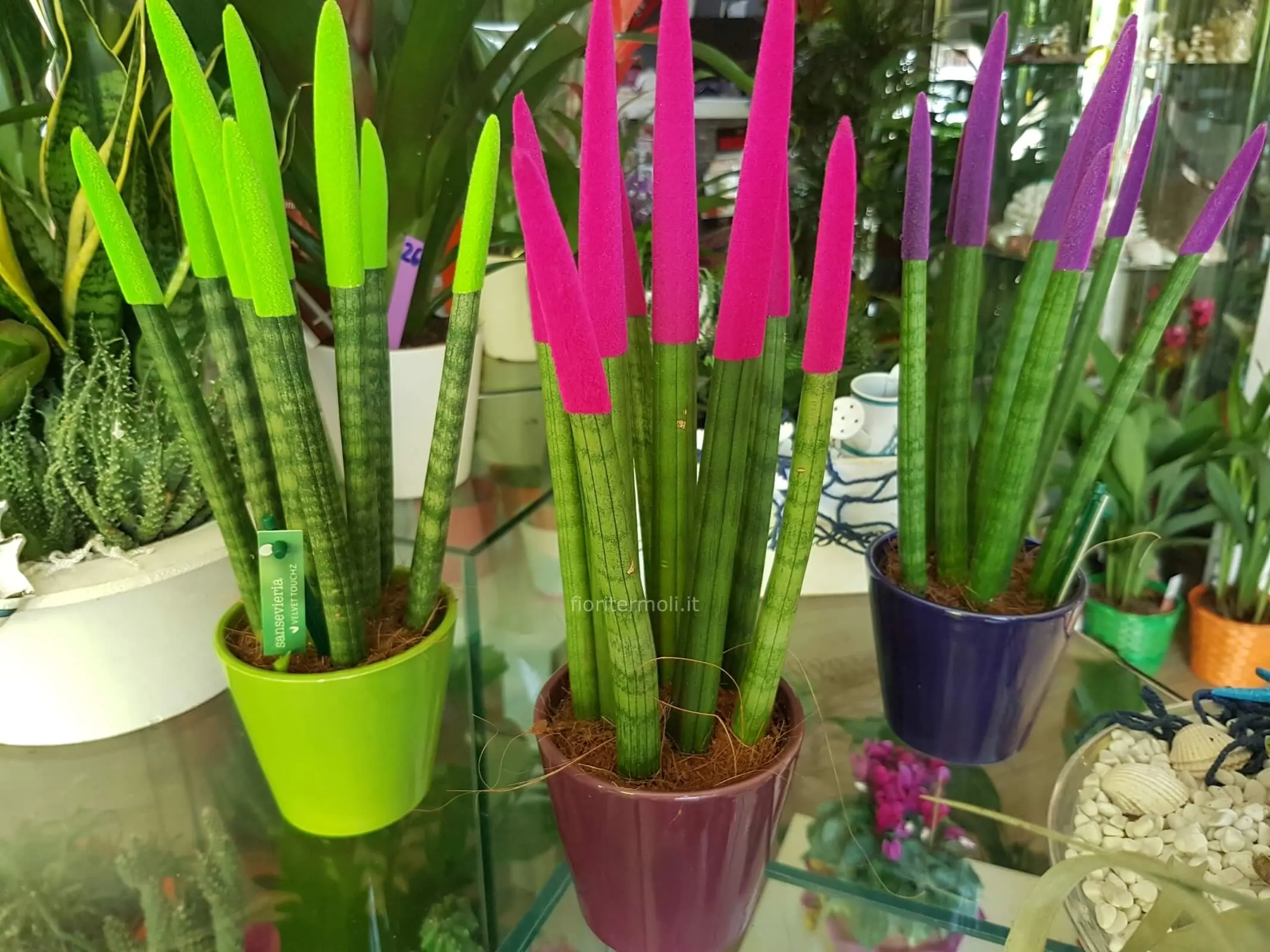 fiore sanseveria - Come e quanto bagnare la Sanseveria