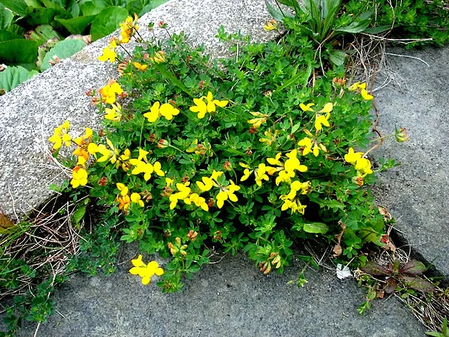 Trifoglio con fiori gialli: un tocco di colore per il tuo giardino - Come eliminare l acetosella dal giardino trifoglio con fiori gialli - Come eliminare l acetosella dal giardino
