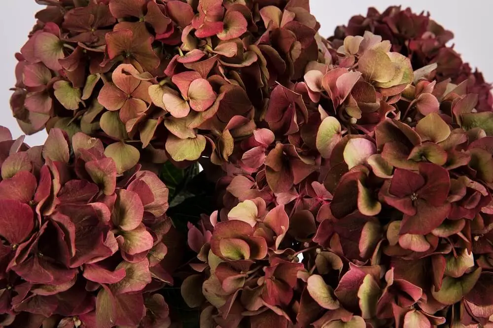 Fiori pressati: come conservare la bellezza effimera dei fiori - Come essiccare e pressare i fiori fiori pressati - Come essiccare e pressare i fiori