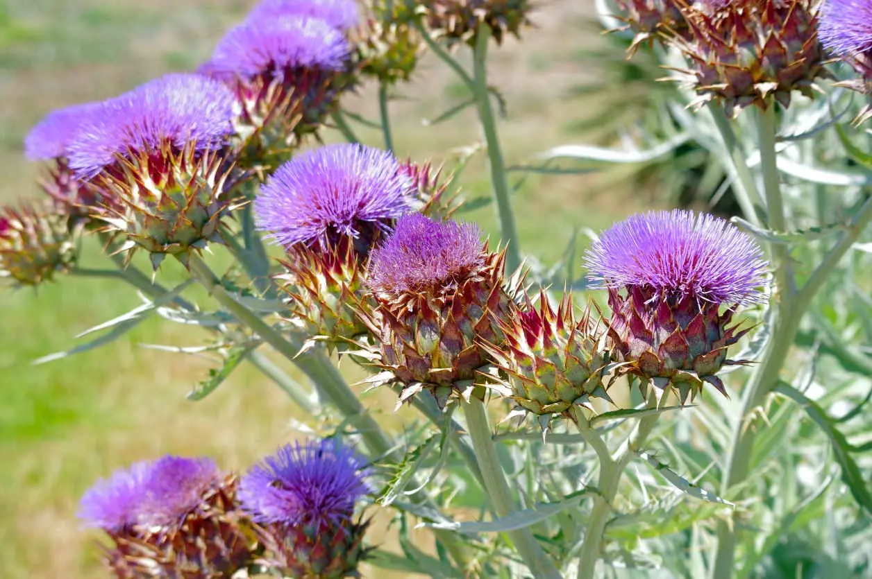 carciofo fiorito - Come essiccare i fiori di carciofo