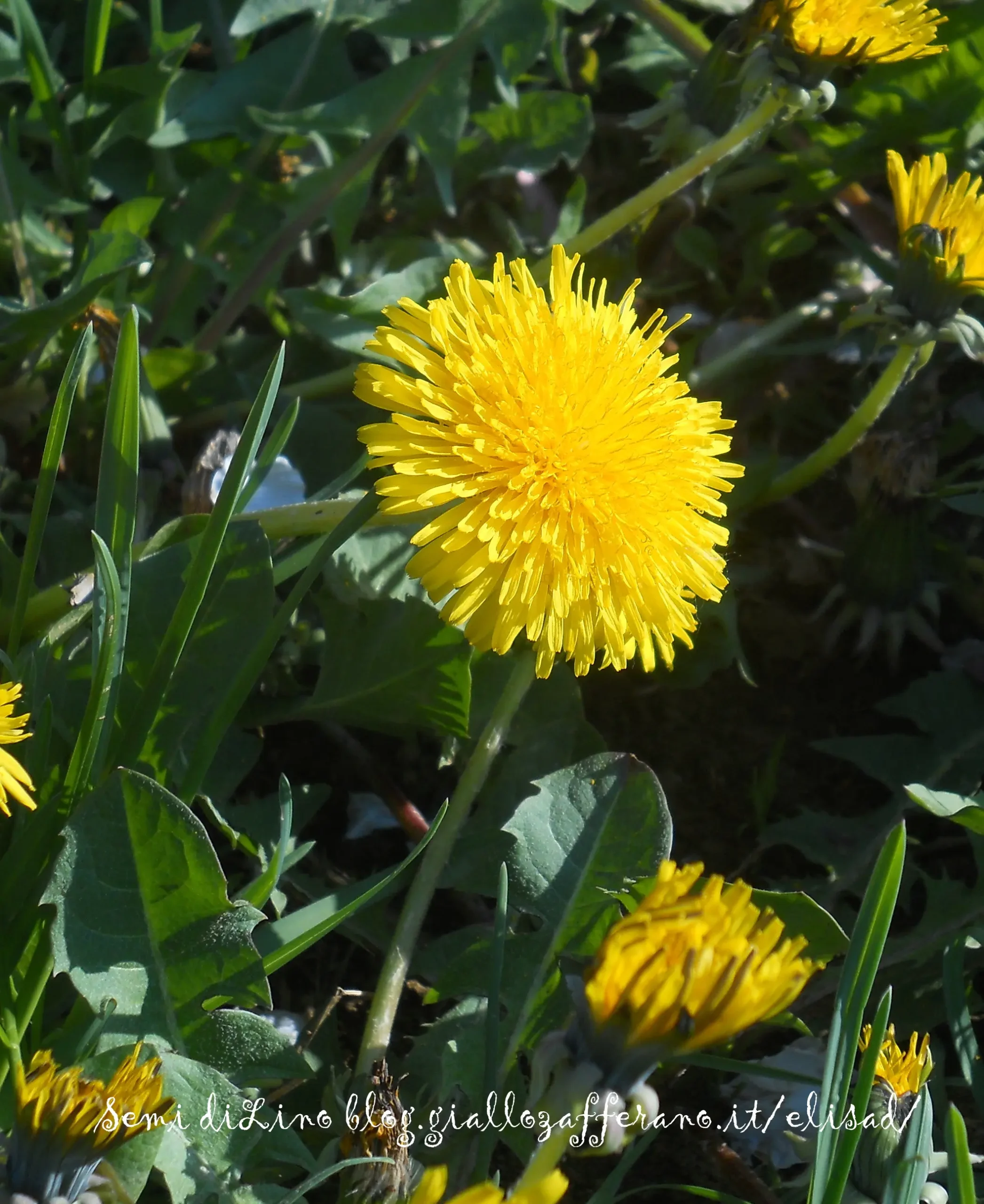 Fiori di Tarassaco in Pastella: Una Delizia Floreale - Come essiccare i fiori di tarassaco fiori di tarassaco in pastella - Come essiccare i fiori di tarassaco