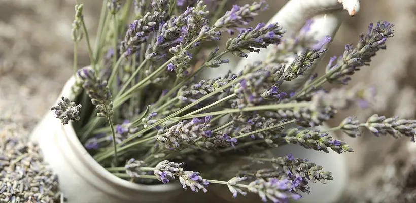 olio di lavanda fatto in casa con fiori secchi - Come essiccare la lavanda velocemente