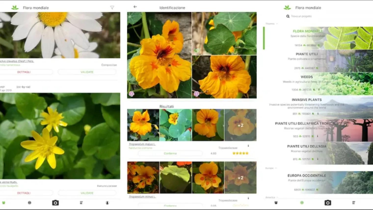 Come riconoscere i fiori online: una guida completa - Come faccio a sapere il nome di un fiore riconoscere fiori online - Come faccio a sapere il nome di un fiore