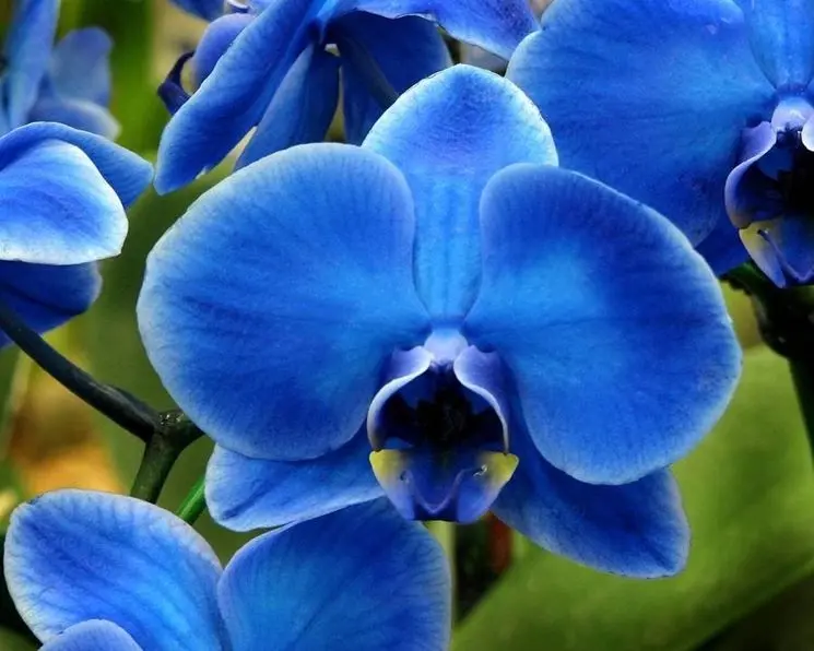 Fiore orchidea blu: un colore insolito e afmaravilloso - Come fanno a fare le orchidee blu fiore orchidea blu - Come fanno a fare le orchidee blu