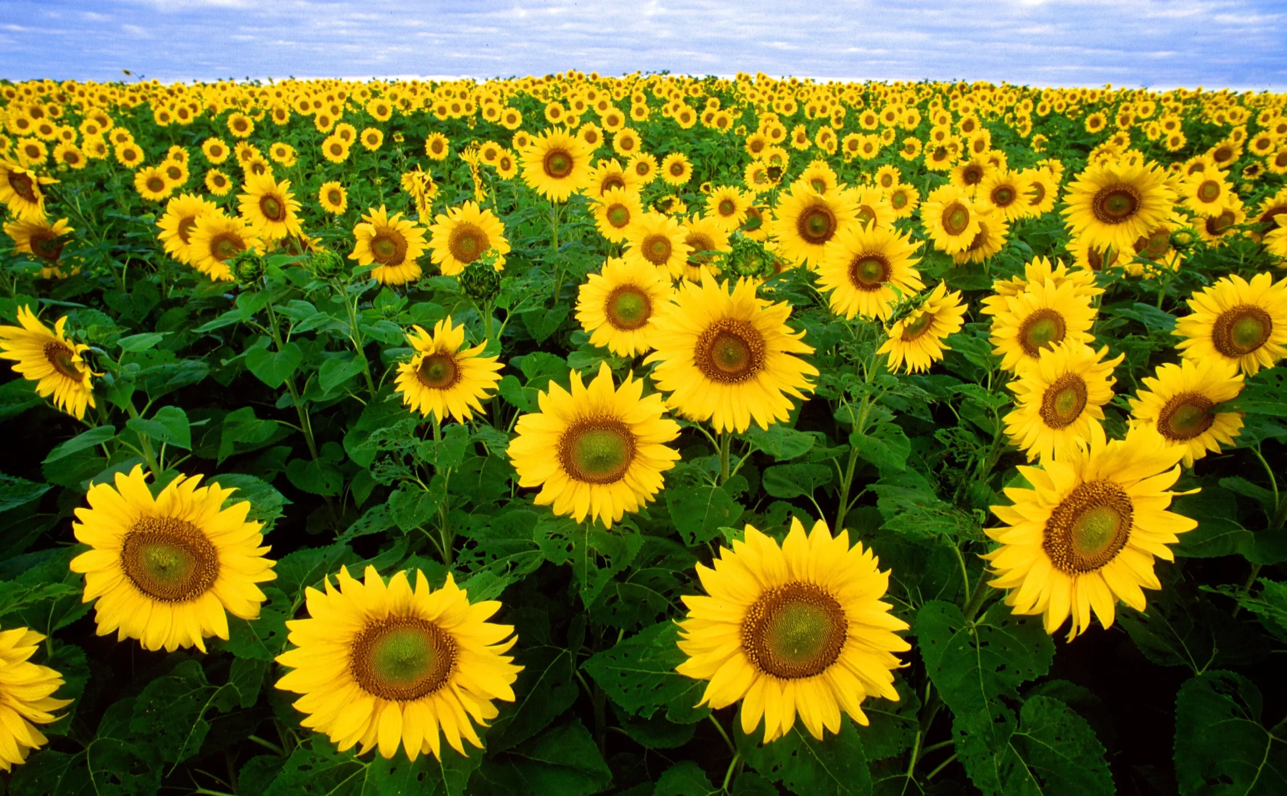 Orientamento di un fiore verso il sole - Come fanno i girasoli a seguire il sole orientamento di un fiore verso il sole - Come fanno i girasoli a seguire il sole