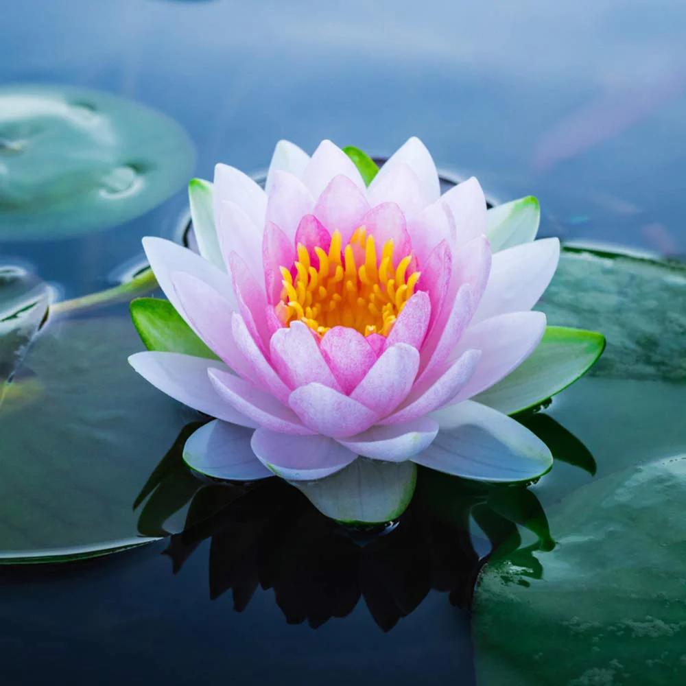 Come far crescere il fiore di loto: guida completa