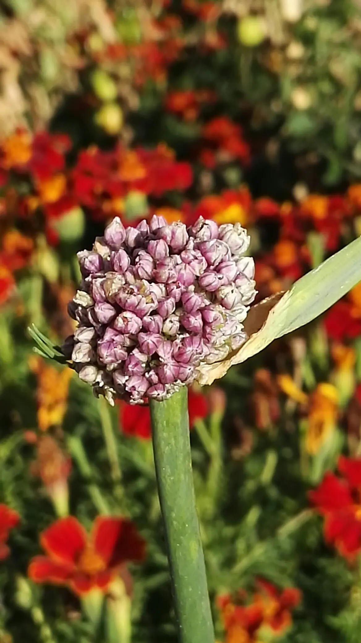 fiore del porro - Come far diventare grossi i porri