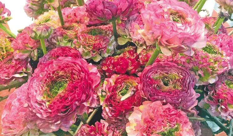 ranuncolo fiore reciso - Come far durare i ranuncoli