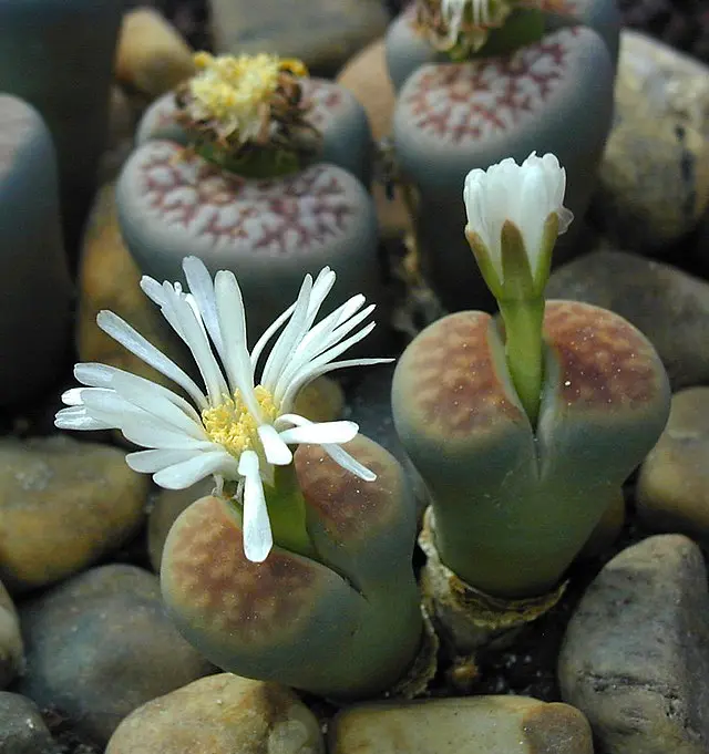 lithops fiore - Come far fiorire i Lithops