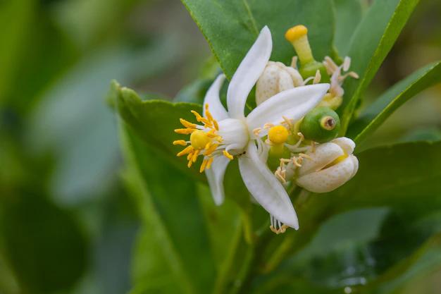 fiori bergamotto - Come far fiorire il bergamotto