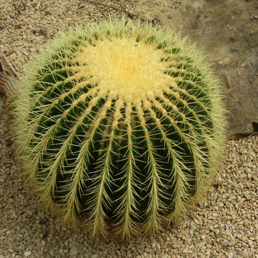 Il cuscino della suocera: pianta succulenta afmaravilloso
