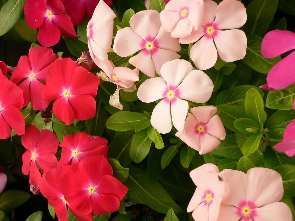 Fiori del Madagascar: tutto quello che devi sapere sulla coltivazione dello stephanotis - Come far fiorire il gelsomino del Madagascar fiori del madagascar - Come far fiorire il gelsomino del Madagascar