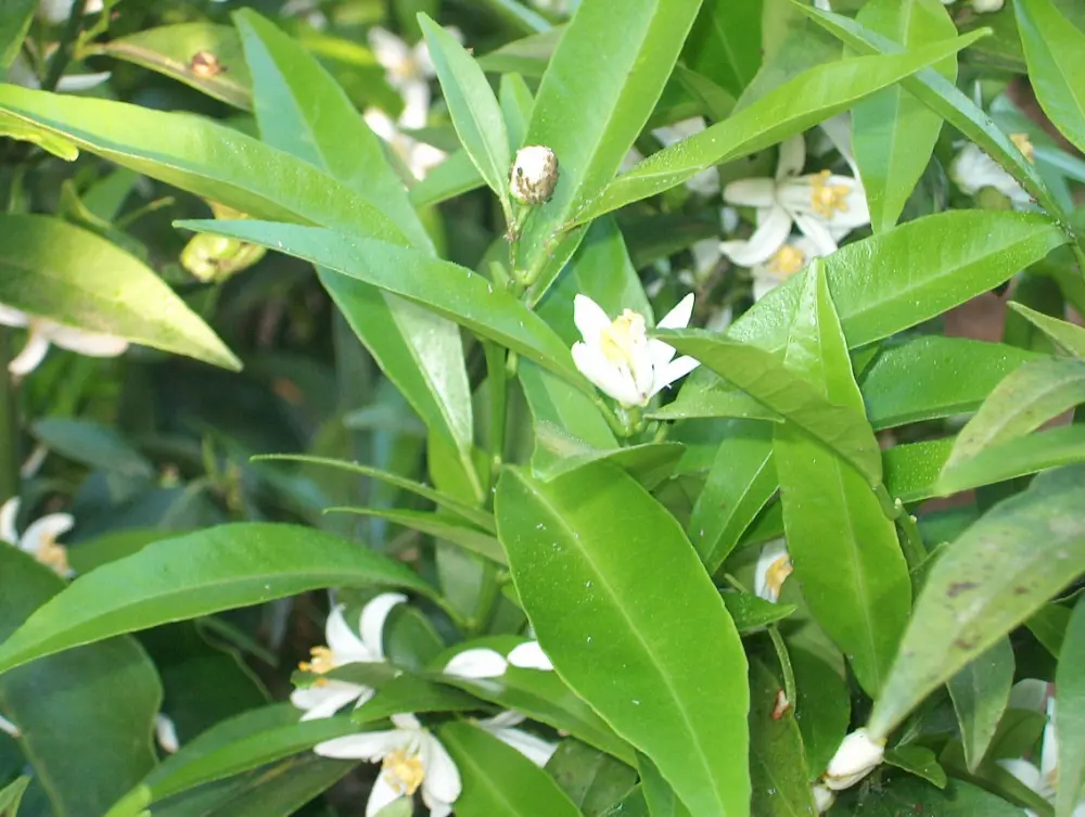fiori di mandarino - Come far fiorire il mandarino